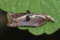 Acleris cristana